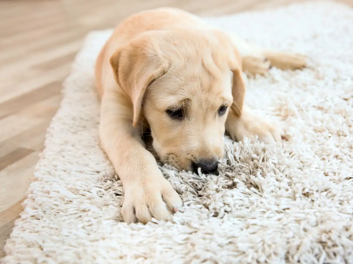 Dog on wool rug