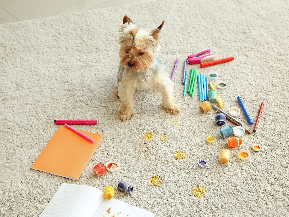 Dog surrounded by paint on a carpet