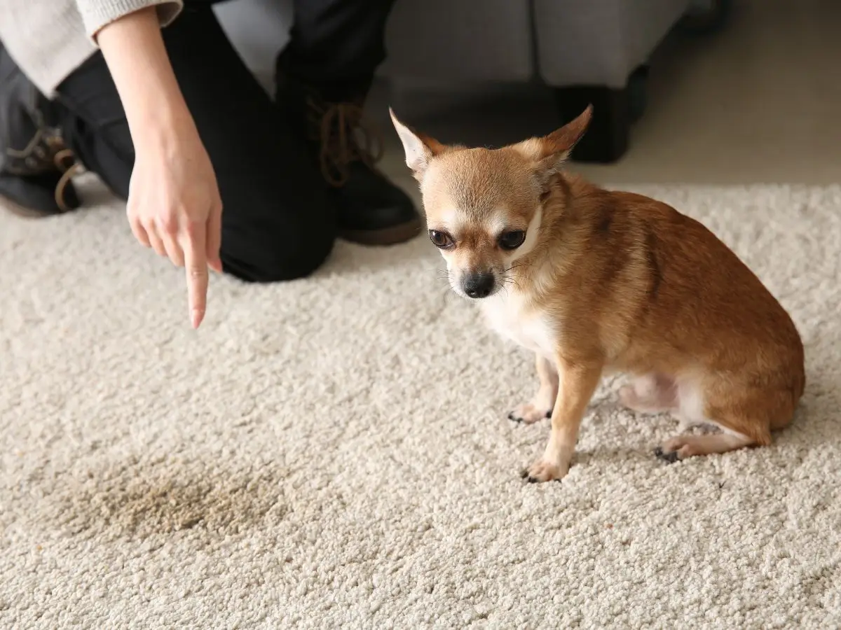 Dog wee on carpet