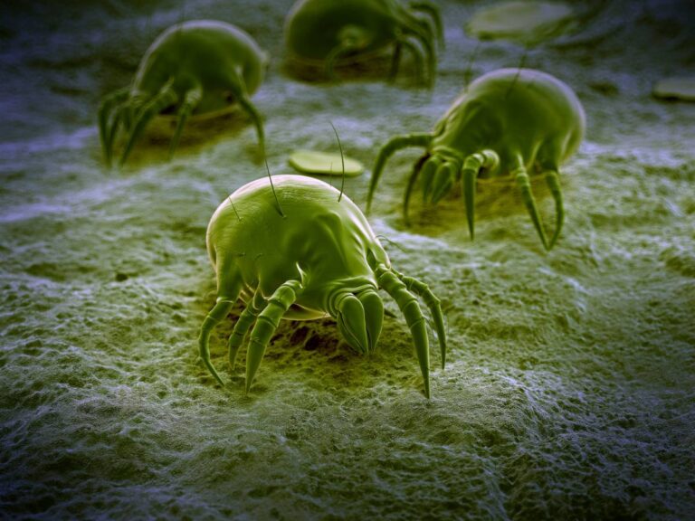 Mattress Dust Mites