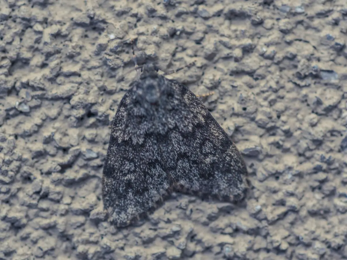 Moth on carpet