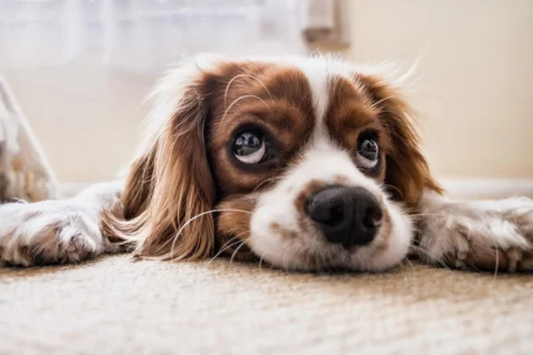 Dog on carpet