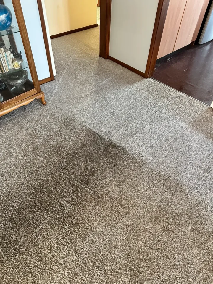 Steam cleaning carpet mt stuart