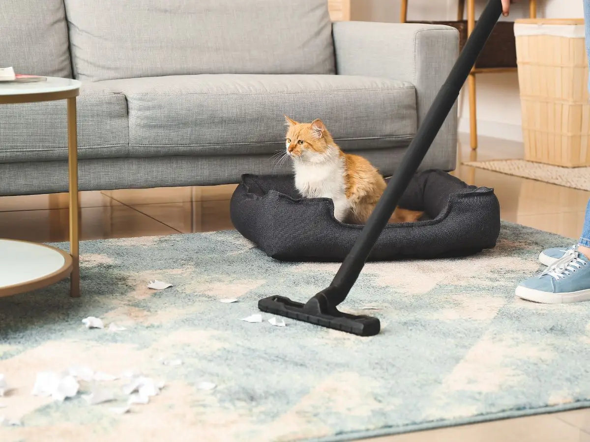 cat making a mess on carpet