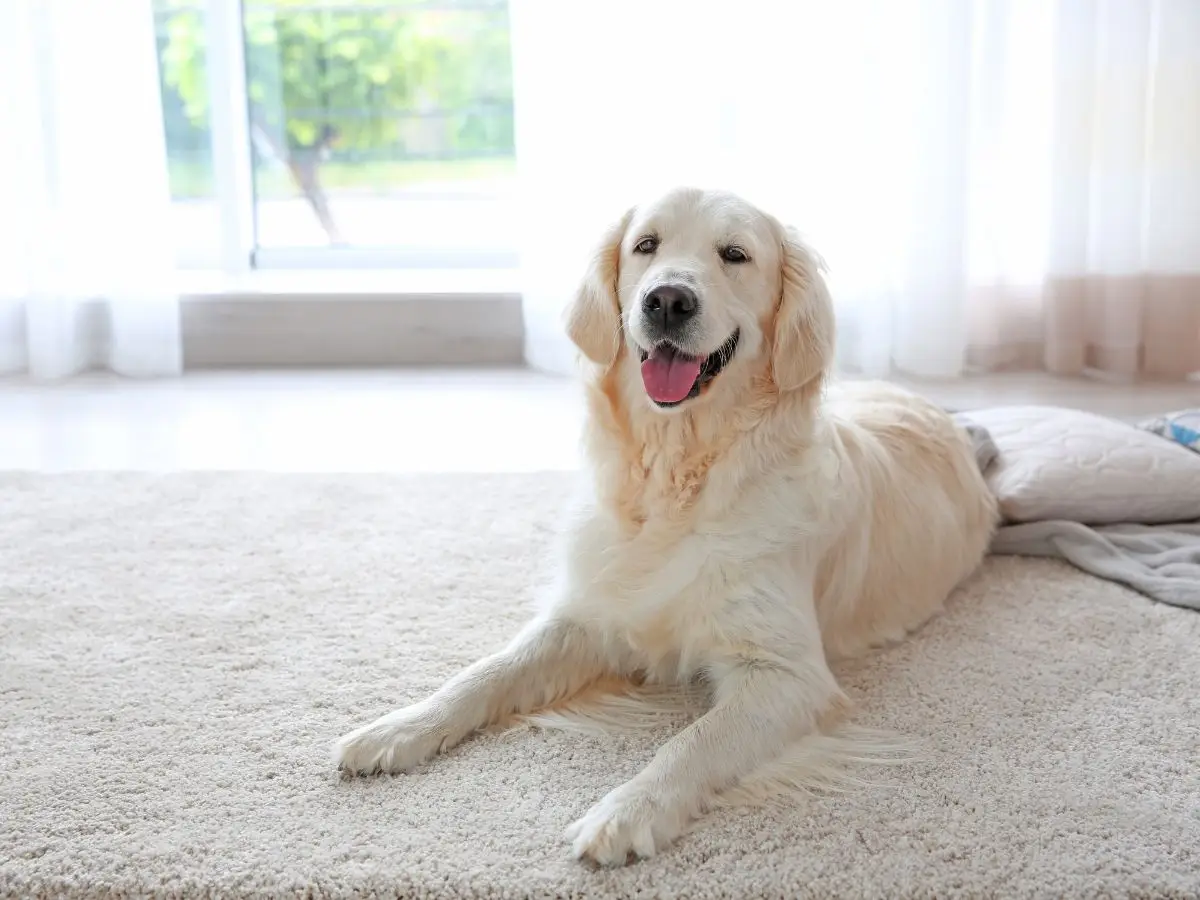 dog on a rug